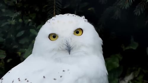 Close-up of a curious snowy owl looking into the camera lens, also known as the arctic owl, white ow