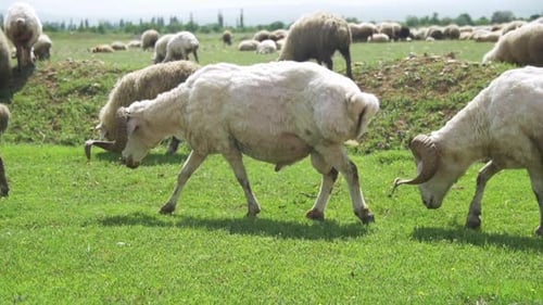 Flock of Sheep Grazing on a Field Against the Backdrop of the Mountains Slow Motion