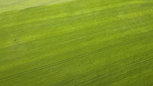 Aerial View of Green Agriculture Fields in Spring with Fresh Vegetation After Seeding Season