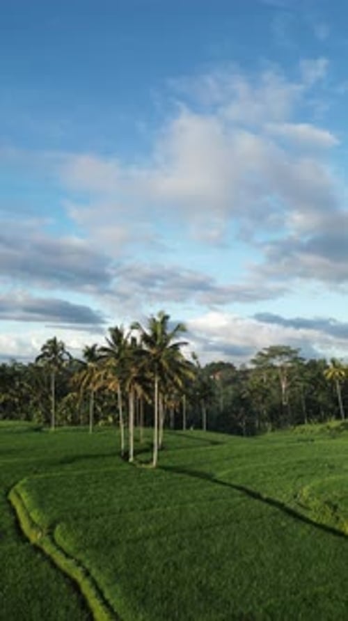 Clump of Coconut Palms in Vibrant Green Rice Terraces Under Blue Sky, Bali