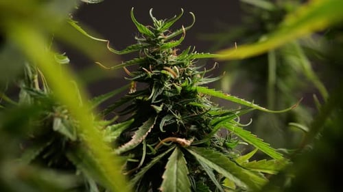 Marijuana is a key ingredient in pharmaceuticals and is an illegal drug in many countries.