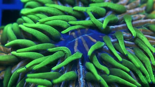 primer plano de un coral Hairy Fungia con tentáculos verdes, base azul y naranja y rayas de color verde azulado, suave