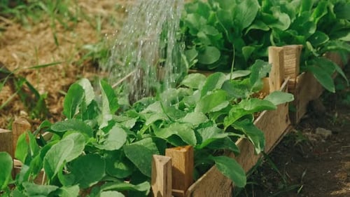 Gently Watering Fresh Greens in a Beautiful Wooden Raised Garden Bed for Healthy Growth