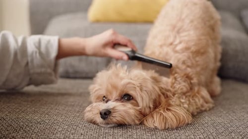 Cute Dog Getting Brushed on Sofa at Home