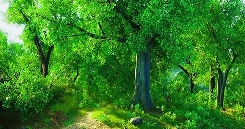 Lush Green Forest with Vibrant Foliage and Sunlight Filtering Through Trees