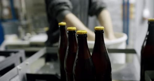 Plastic Crates Full of Freshly Brewed Beer Bottles on a Factory Pipeline