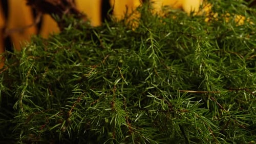 Close Up of Juniper Branches With Green Berries