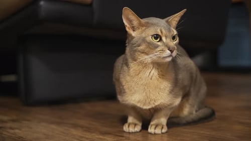 Abyssinian cat sitting on the floor and looking around