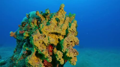 camera approaching Bright Yellow-green Sponge on coral reef top in depth