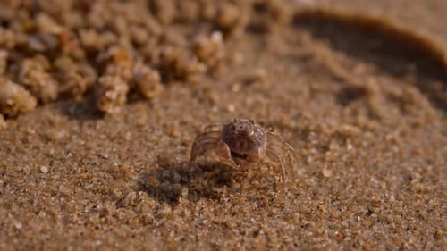 Macro Shot Shows Crab on Wet Sand Details Highlight Shell and Claws