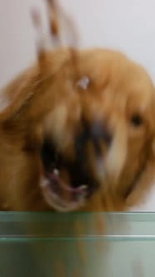 Golden retriever dog eating a lot of dog food