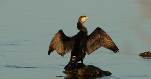 Große Kormorane in der Camargue, Frankreich.