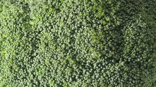 Close Up of Fresh Green Broccoli Texture