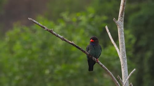 Dollars Bird on Branch in the Morning