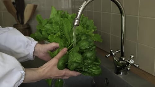 Washing green spinach leaves under running water in the kitchen. Healthy eating