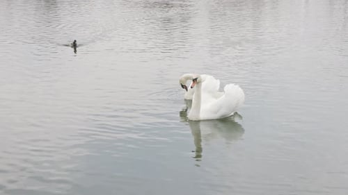 Two Swans Gracefully Swim on a Lake