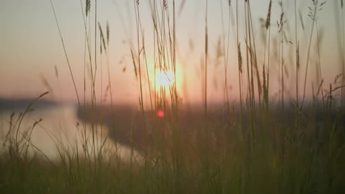 Tall Grasses Swaying Gently at Sunset with Lake in the Background