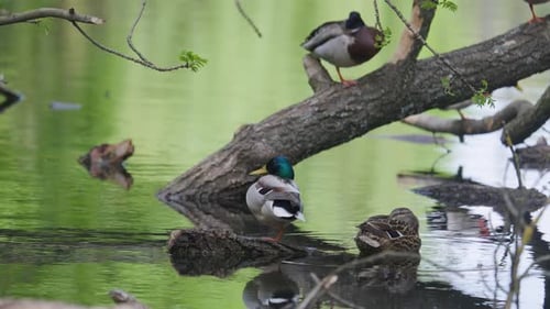 Ducks Resting by Pond in Nature