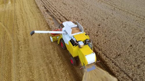 Combine Harvester Agriculture Machine Harvesting Golden Ripe Wheat Crop Field