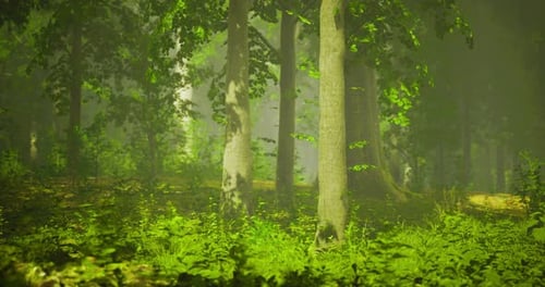 Sunlight Filters Through Trees in a Serene Forest Setting During Morning Hours