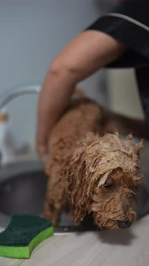 Small Dog Getting a Bath in the Sink