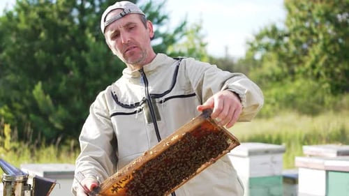 Male beekeeper looks at the full frame in his hands.