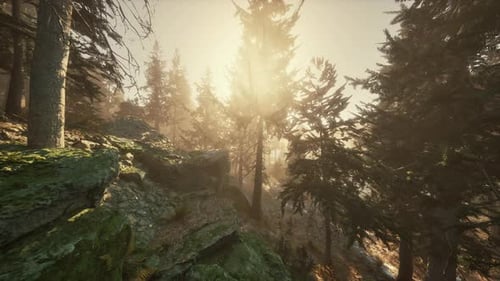 Sunlight Entering Autumn Coniferous Forest on a Misty Morning