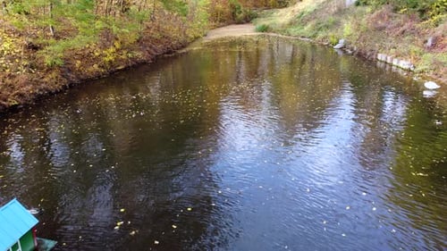 Über die Wasseroberfläche fliegen, See, schwimmende Enten, Park, Bäume, gelbe fallende Blätter