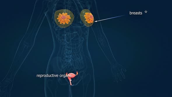 Human Female Reproductive System 3D Animation, Backgrounds Motion ...