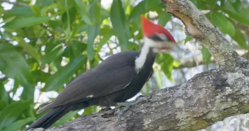 A vibrant pileated woodpecker clings to a tree trunk, surrounded by leafy green branches in a sunny