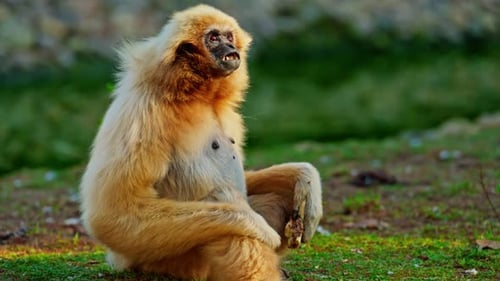 White Handed Gibbon Sitting on Grass in Sunlight