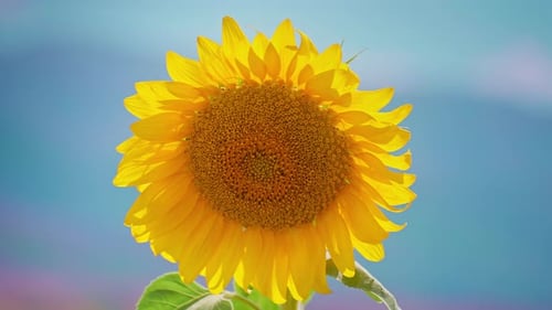 Sunflowers 4k