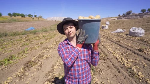 A worker in a potato field carries potatoes.