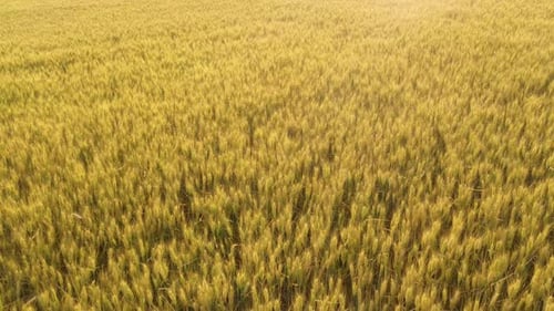 Drone shot of ripe wheat field