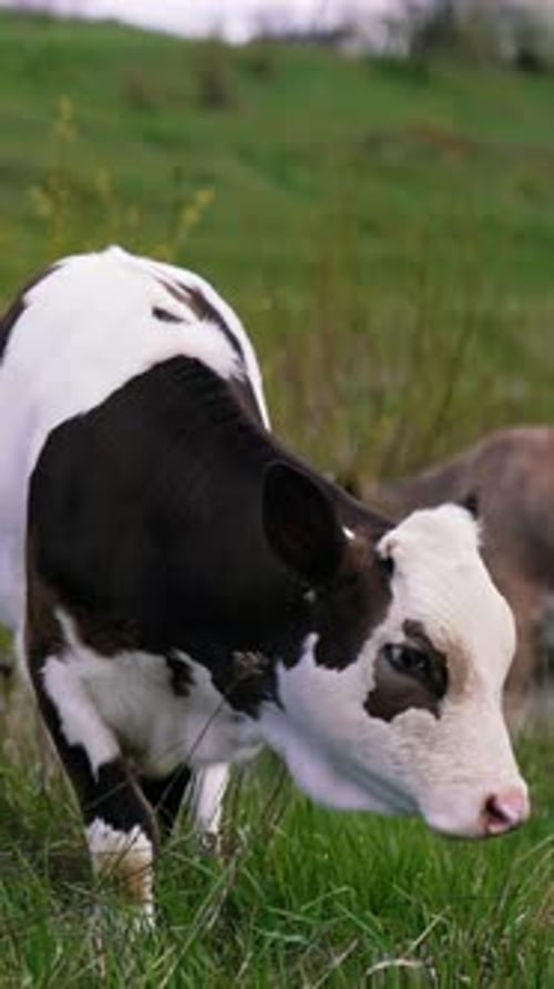 Herd cattle on green pasture. Cows eating grass on beautiful meadow