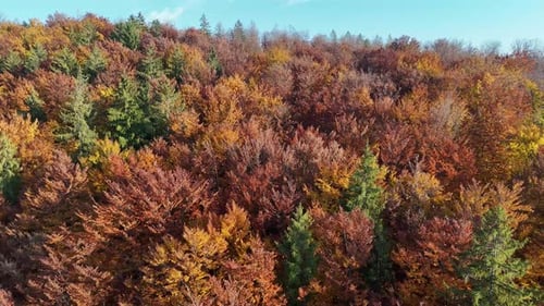 Aerial view of autumn forest landscape, Slovakia.
