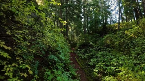 Lush Green Trees in Canadian Rain Forest During Sunny Fall Season Day Hiking Trail in Squamish