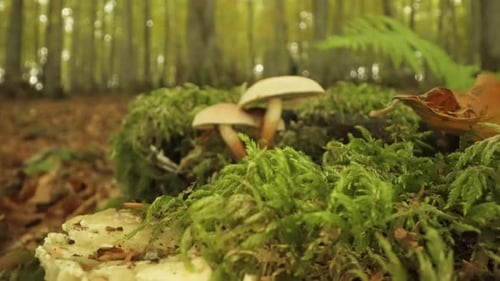 Mushrooms Growing on Moss in Forest