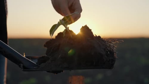 Jardinier plantant des pousses dans un champ agricole Vue rapprochée d'un petit ouvrier agricole tenant