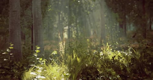 Sunlight Filters Through the Forest Illuminating Vibrant Greenery