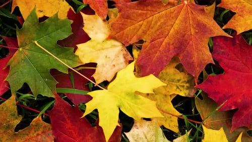 Colorful Autumn Leaves. Autumn Background