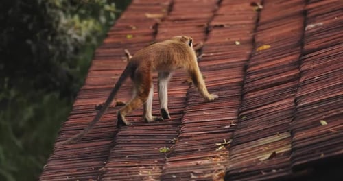 Toque Macaque Walking On Tiled Roof In Sri Lanka
