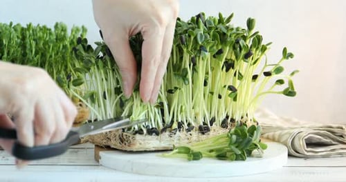 Cutting Fresh Sunflower Microgreens for Healthy Cooking