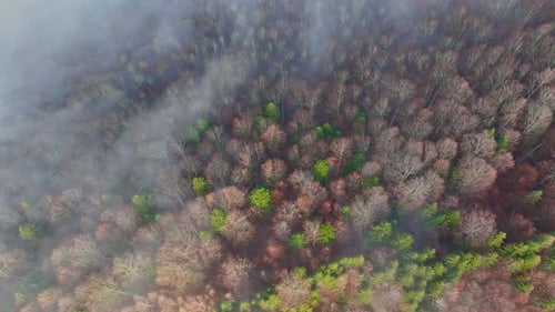 Mountain forest covered with mist. Fog in the forest. Aerial view with the forest in the mountains