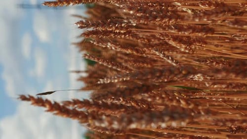 Golden Wheat Field Swaying in the Breeze