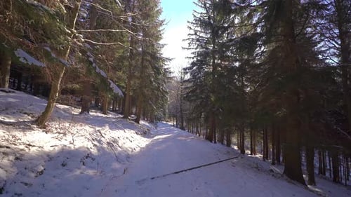 Walking In Forest Sunny Winter Road