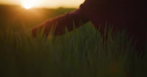 Adult Man Touches Tall Grass at Sunset