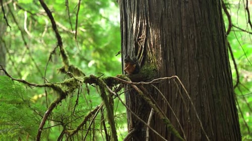 A small tree squirrel sits perched on a branch in a very large tree in the middle of a green forest