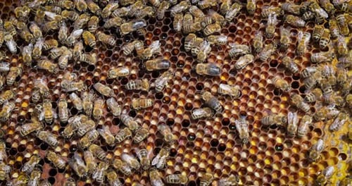 Honey Bees working on honeycomb close-up shot. Bees are best known to humans for their ecological