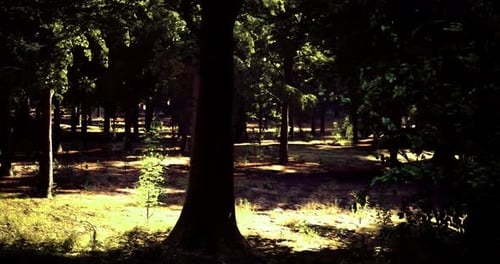 Beautiful Sunlit Forest with Lush Trees and Soft Shadows on the Ground